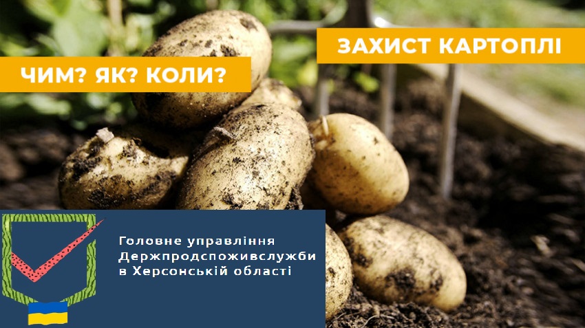 Прогноз фітосанітарного стану та рекомендації щодо захисту овочевих, баштанних культур та картоплі в липні
