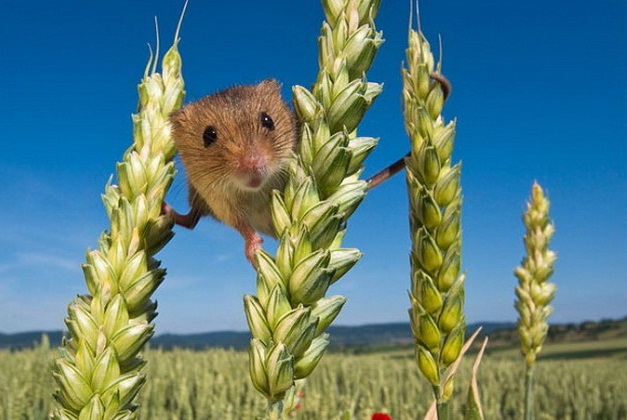 До відома аграріїв та землекористувачів: стосовно боротьби з мишоподібними гризунами