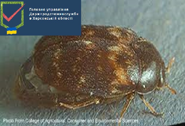 Головне управління Держпродспоживслужби в Херсонській області нагадує про потенційно небезпечного карантинного шкідника запасів