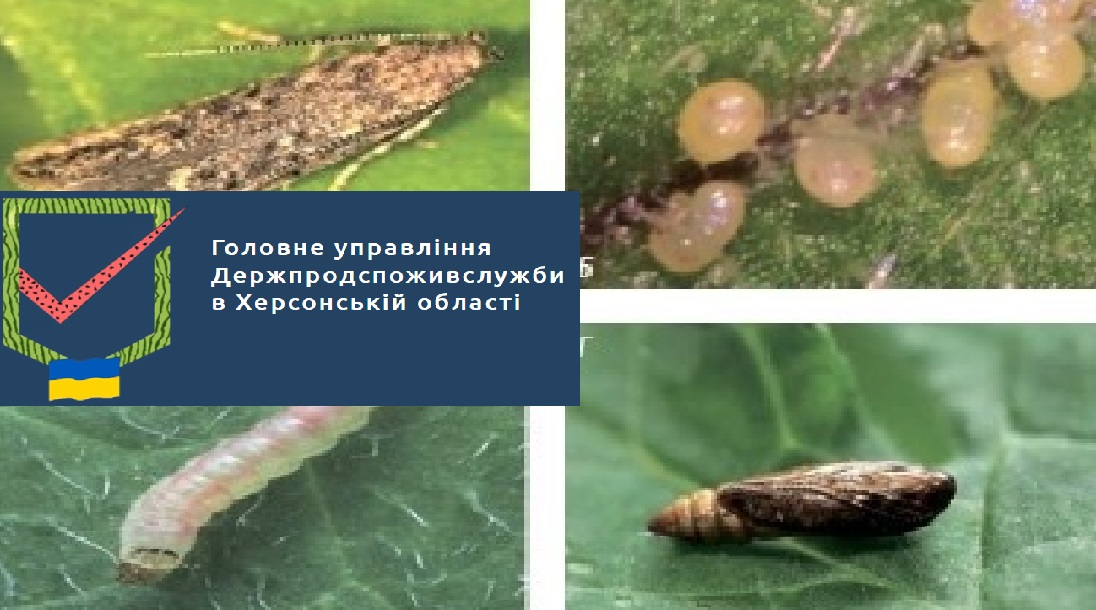 Південноамериканська томатна міль