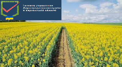 Готуємося до посіву озимого ріпаку