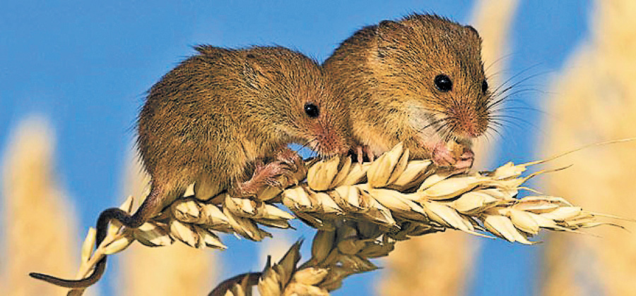 Мишоподібні гризуни та заходи боротьби з ними