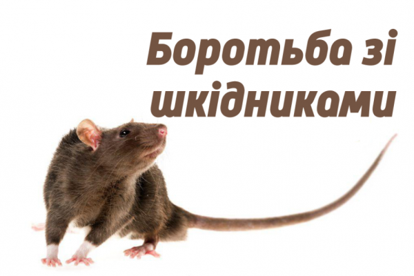 Основні методи боротьби з мишоподібними гризунами