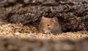 ІНФОРМАЦІЙНЕ ПОВІДОМЛЕННЯ  про фітосанітарний стан посівів сільськогосподарських культур в сільгосппідприємствах Херсонської області  станом на 16 листопада 2023 року