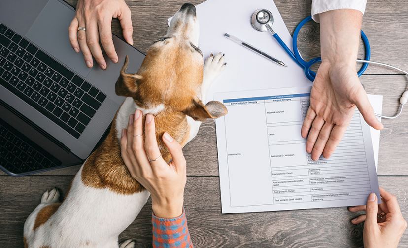 Ліцензування господарської діяльності в галузі ветеринарної медицини