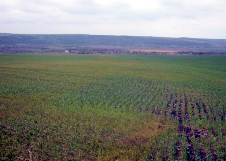 ІНФОРМАЦІЙНЕ ПОВІДОМЛЕННЯ  про фітосанітарний стан посівів сільськогосподарських культур в сільгосппідприємствах Херсонської області  станом на 18 грудня 2023 року