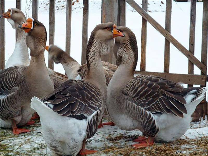Головне управління Держпродспоживслужби в Херсонській області вживає заходи щодо недопущення поширення грипу птиці