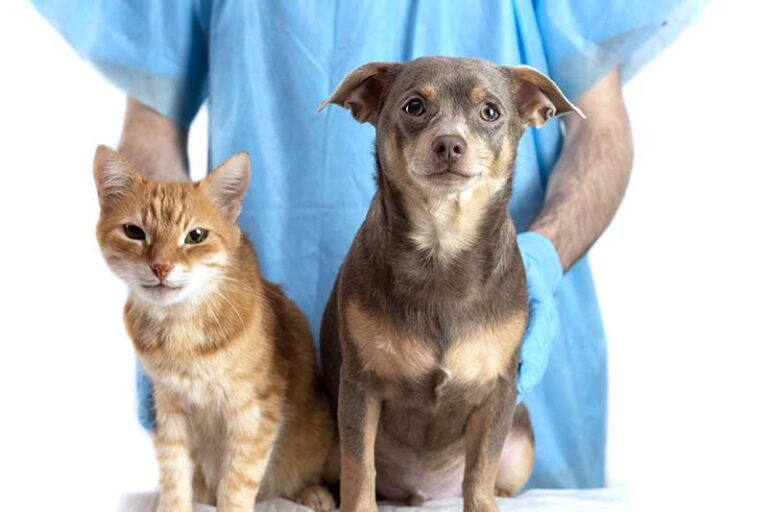 В 2023 році 4,9 млн домашніх тварин вакциновано від сказу та здійснено пероральну імунізацію на понад 118 тис. км квадратних