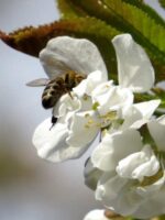 Захист бджіл від отруєння пестицидами