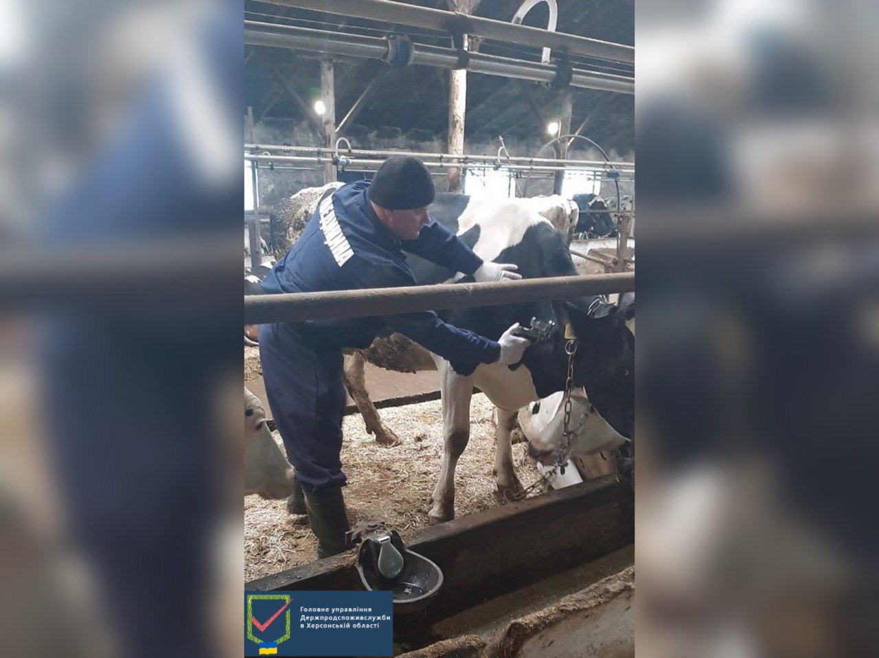 Диспансеризація тварин – збереження здорового поголів’я