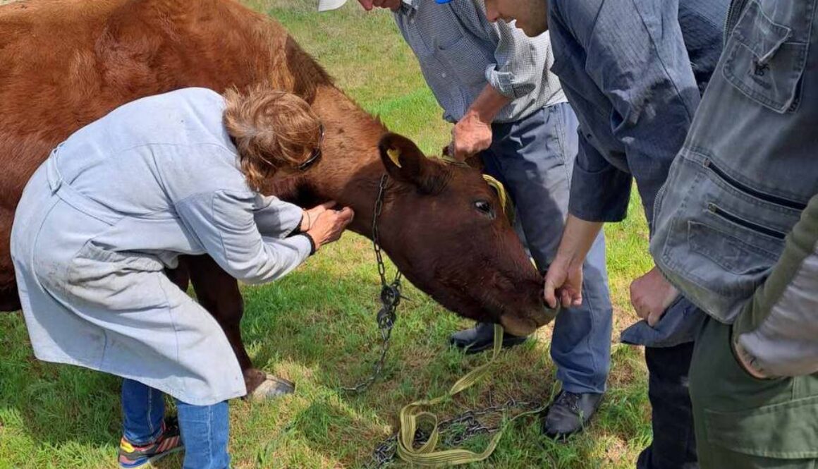 На Херсонщині розпочали весняну диспансеризацію великої рогатої худоби