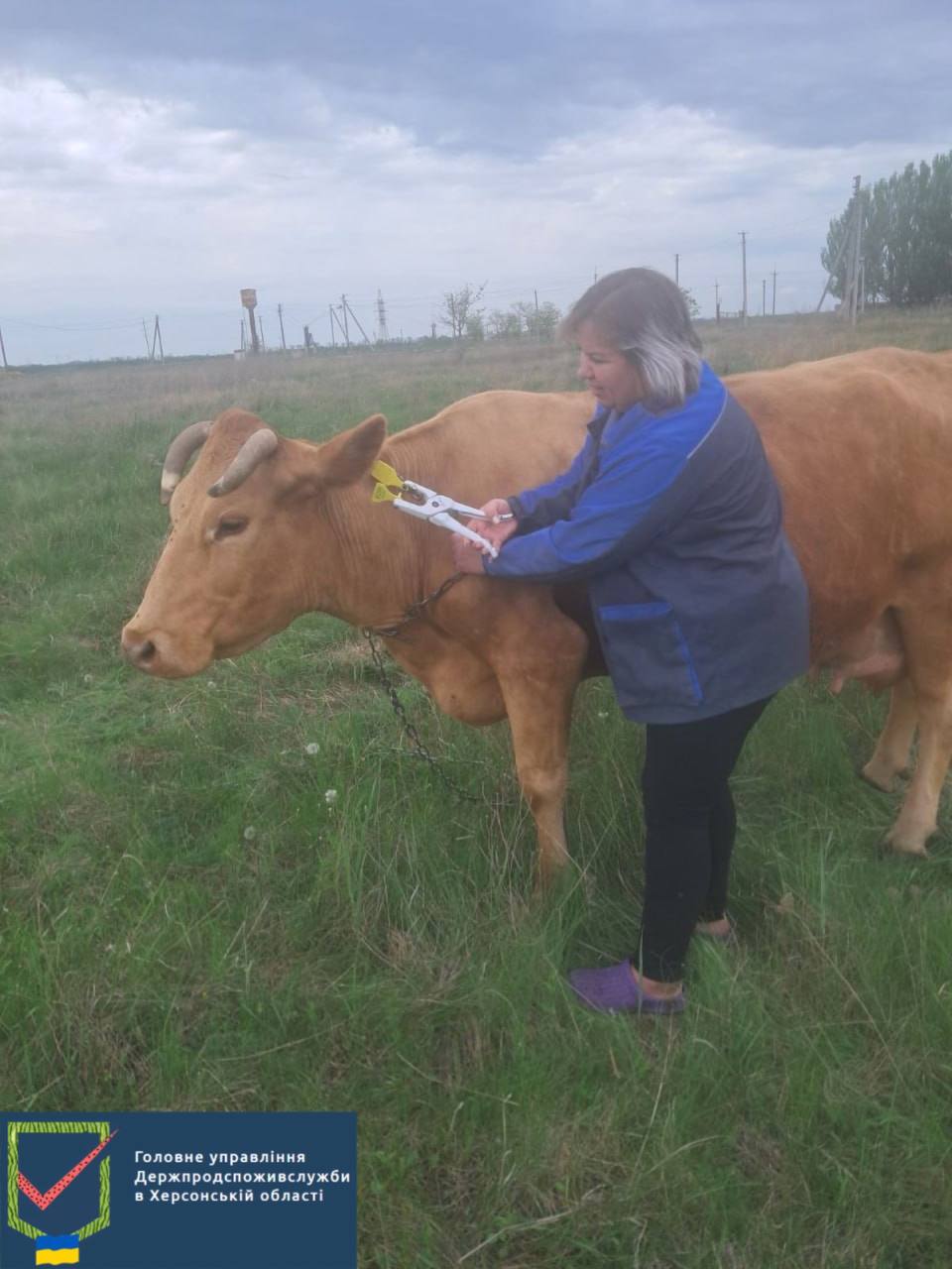 На Херсонщині проводиться робота з ідентифікації та реєстрації сільськогосподарських тварин фізичних та юридичних осіб