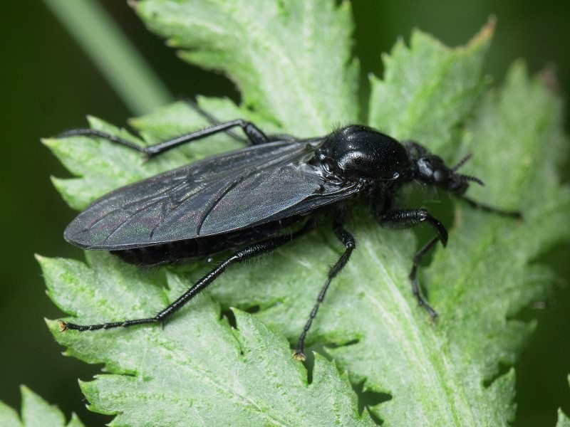 Сигналізаційне повідомлення №2 про фітосанітарний стан посівів сільськогосподарських культур в сільгосппідприємствах Херсонської області станом на 25 квітня 2024 року