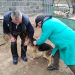 Бериславський район: забезпечення епізоотичного благополуччя