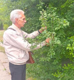 Фітосанітарна безпека Херсонщини: виявлення карантинних та інших шкідливих організмів