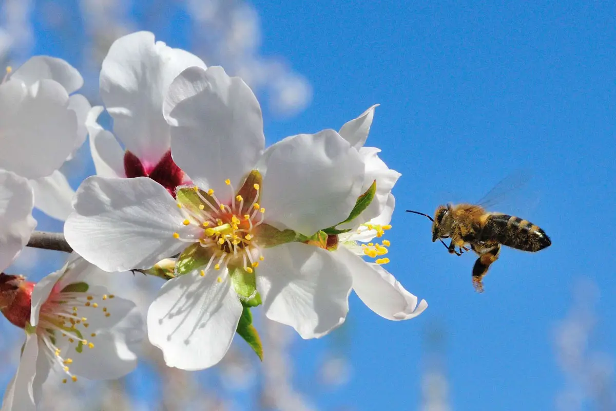 Внесено зміни до Порядку видачі ветеринарних документів при переміщенні пасік