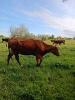 Забезпечення епізоотичного благополуччя на постійному контролі Держпродспоживслужби Херсонщини