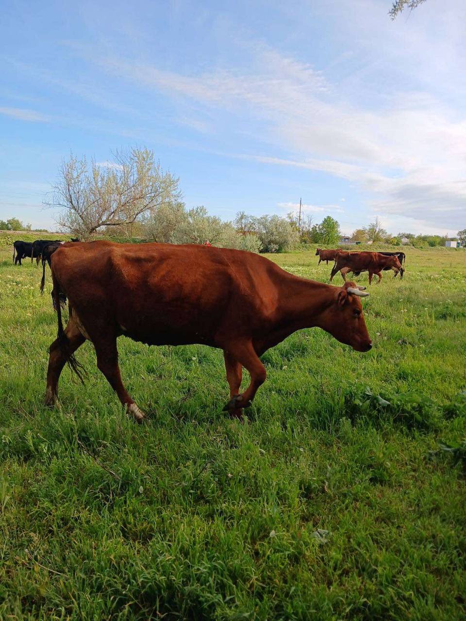 Забезпечення епізоотичного благополуччя на постійному контролі Держпродспоживслужби Херсонщини