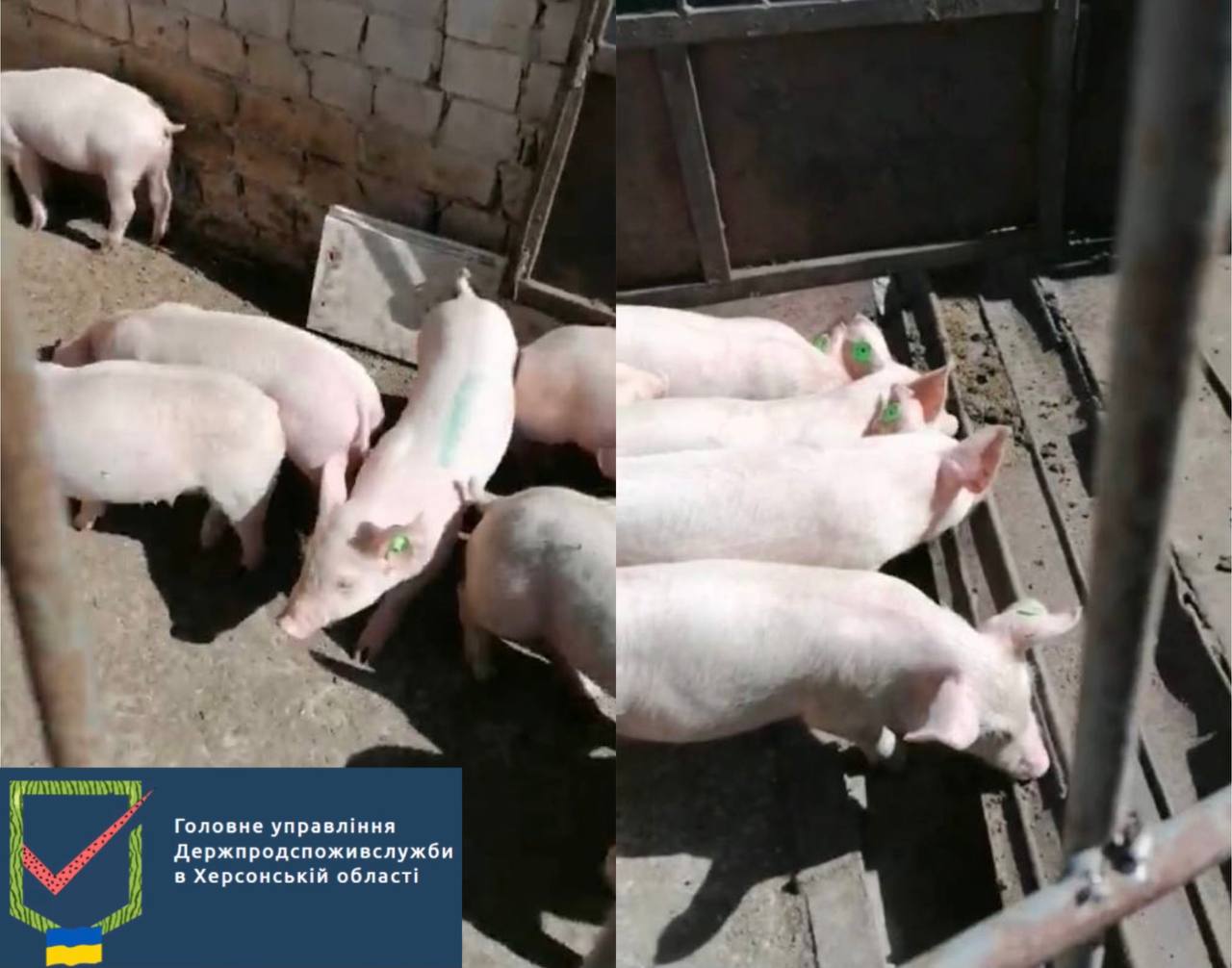 На деокупованій Херсонщині триває робота щодо проведення ідентифікації та реєстрації тварин