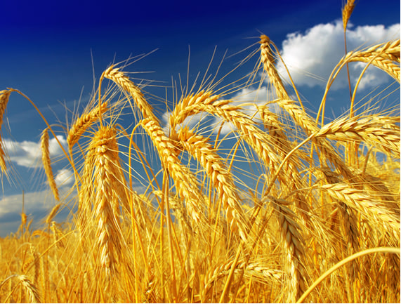 Прогноз фітосанітарного стану та рекомендації щодо захисту основних сільськогосподарських рослин у господарствах Херсонської області в червні 2024 року