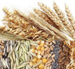 До уваги українських експортерів рослинної продукції!