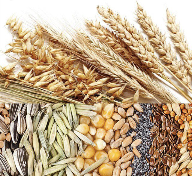 До уваги українських експортерів рослинної продукції!