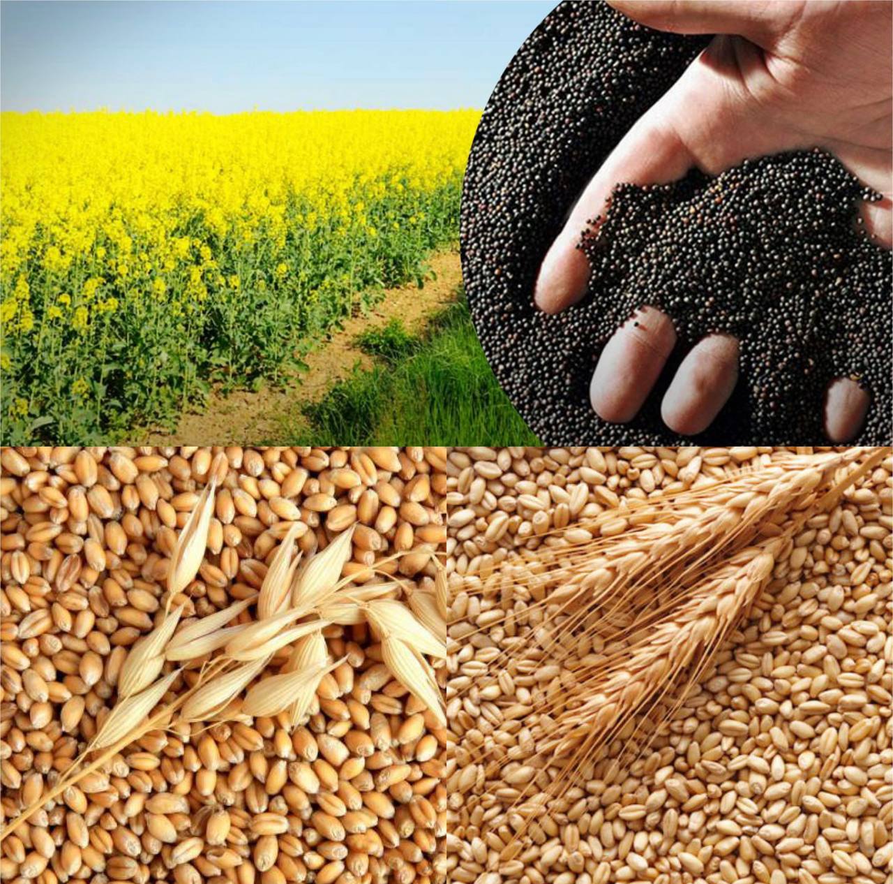 Відбір зразків харчових продуктів рослинного походження