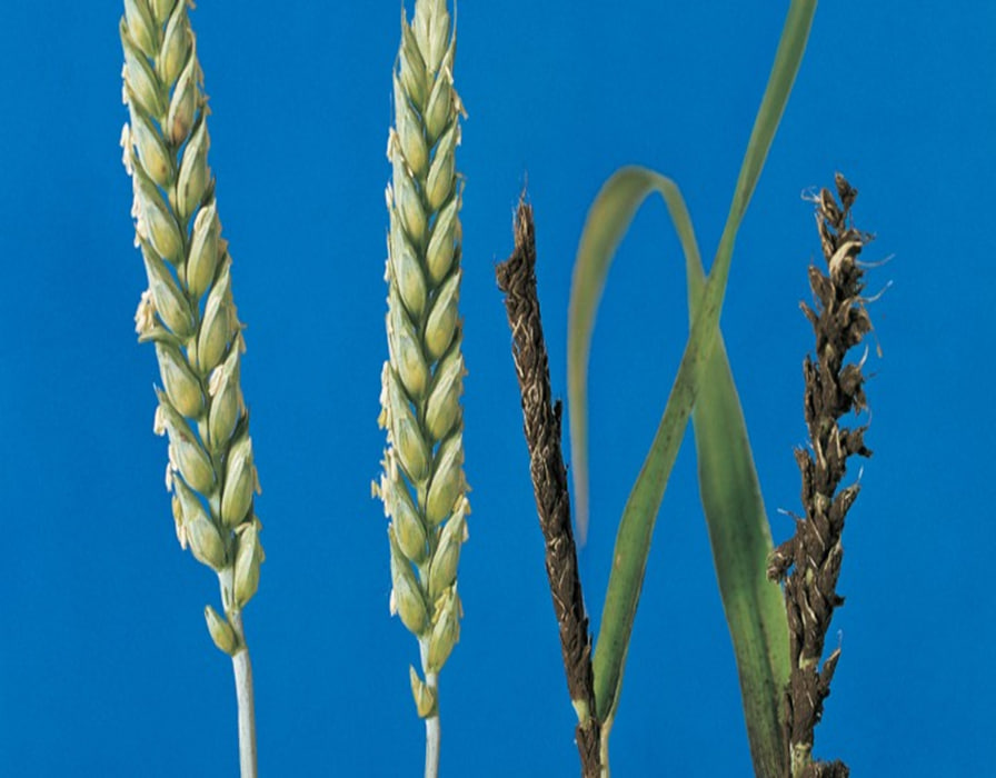 Сажкові хвороби насіння зернових – знати ворога в обличчя!