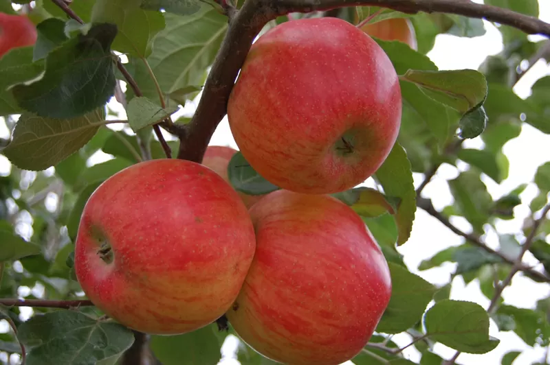 Прогноз фітосанітарного стану та рекомендації щодо захисту основних сільськогосподарських рослин у господарствах Херсонської області в серпні 2024 року