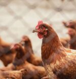 Високопатогенний грип птиці: дотримання вимог біобезпеки – надійний захист поголів’я