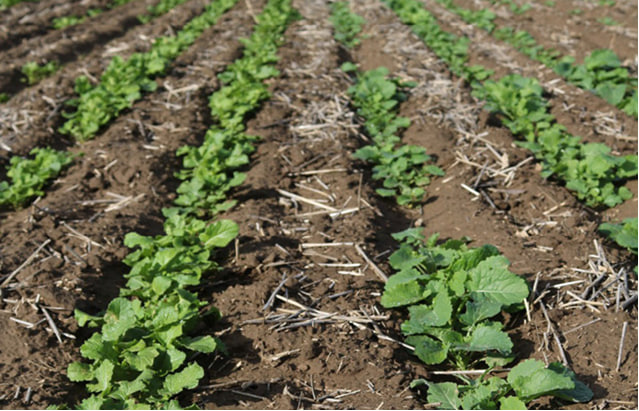 Прогноз фітосанітарного стану та рекомендації щодо захисту основних с/г рослин у господарствах Херсонської області в жовтні 2024 року