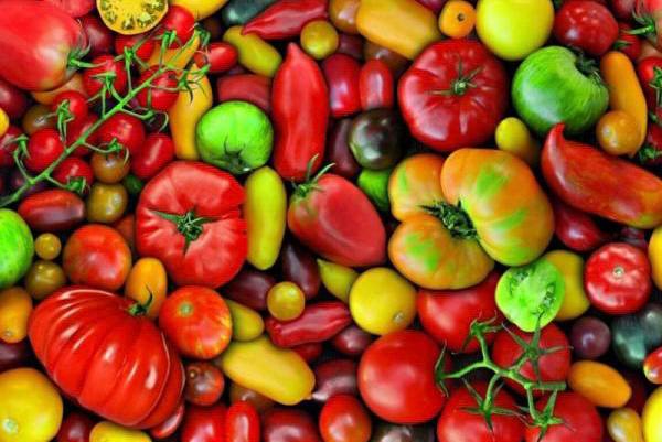 Фітосанітарні вимоги для експорту насіння та садивного матеріалу томатів та перцю до Турецької Республіки