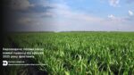 Херсонщина: посівні площі озимої пшениці під урожай 2025 року зростають
