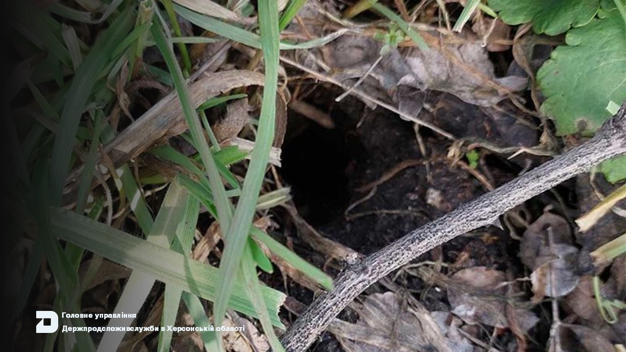 ІНФОРМАЦІЙНЕ ПОВІДОМЛЕННЯ №10 про фітосанітарний стан посівів сільськогосподарських культур в сільгосппідприємствах Херсонської області станом на 12 грудня 2024 року