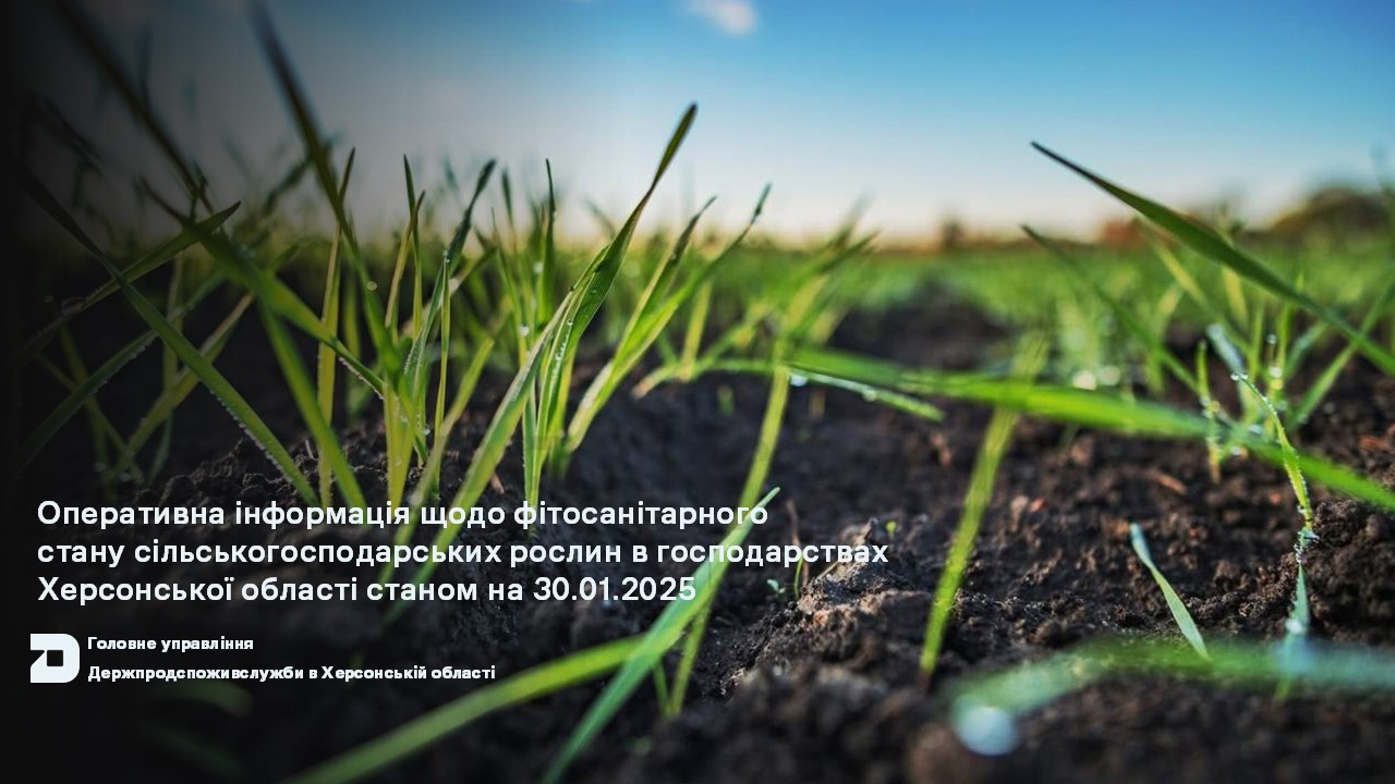 Оперативна інформація щодо фітосанітарного стану сільськогосподарських рослин в господарствах Херсонської області станом на 30.01.2025