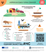 Як відбувається зараження свиней африканською чумою свиней: коротко розповідаємо