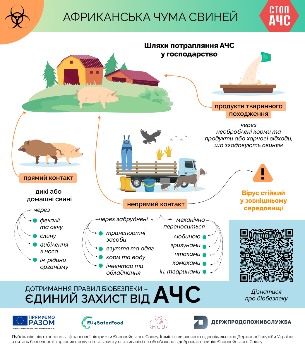 Як відбувається зараження свиней африканською чумою свиней: коротко розповідаємо