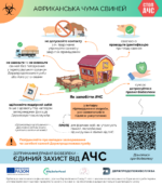 Прості рекомендації для свиногосподарств, щоб уникнути АЧС
