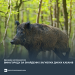 Держава виплачуватиме винагороду за знайдених загиблих диких кабанів