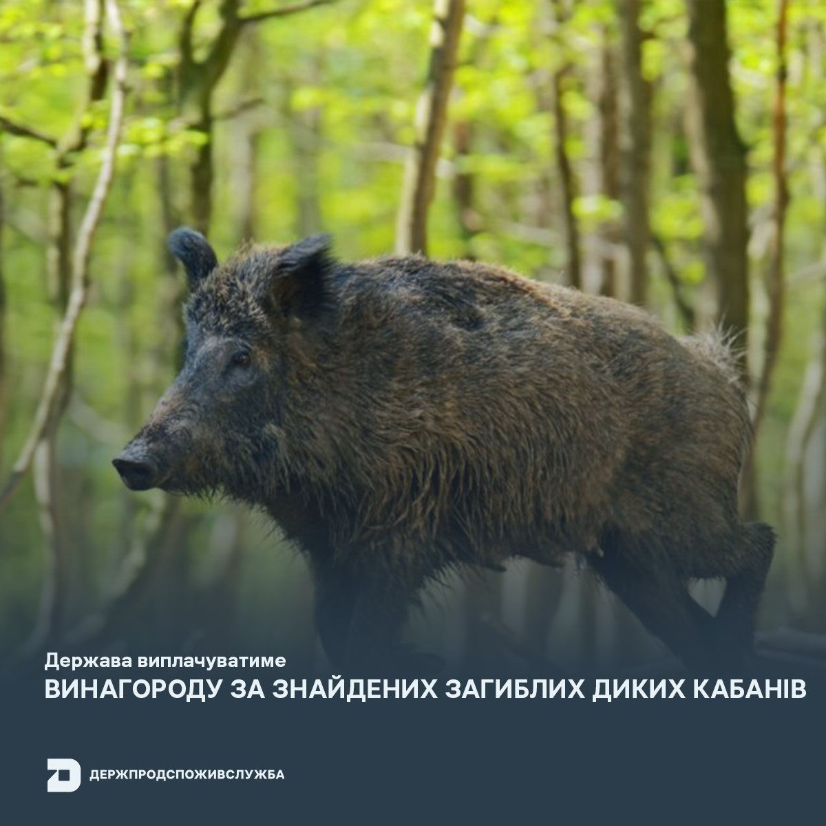 Держава виплачуватиме винагороду за знайдених загиблих диких кабанів