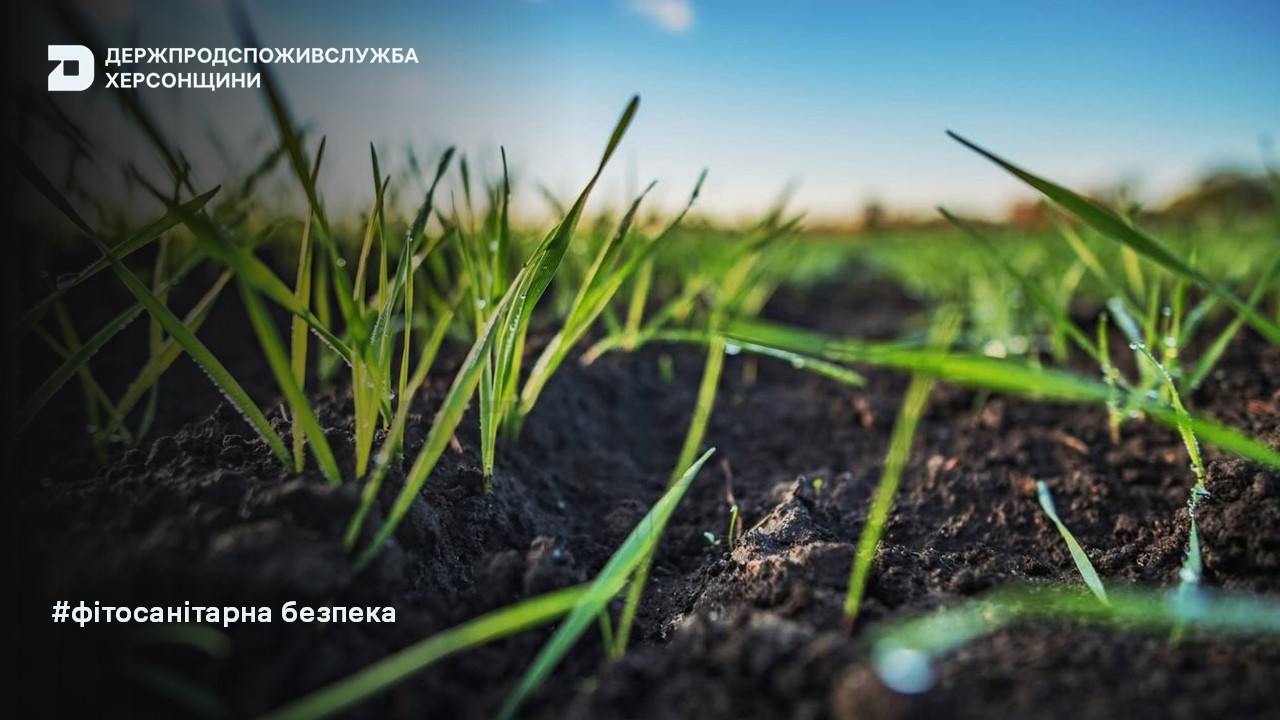 Оперативна інформація щодо фітосанітарного стану сільськогосподарських рослин в господарствах Херсонської області станом на 06.02.2025