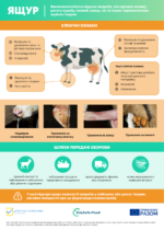 Клінічні ознаки ящуру у свійських тварин