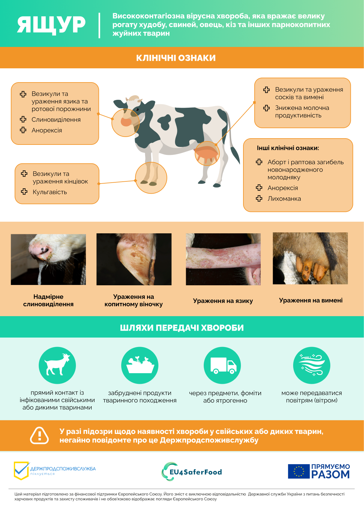 Клінічні ознаки ящуру у свійських тварин