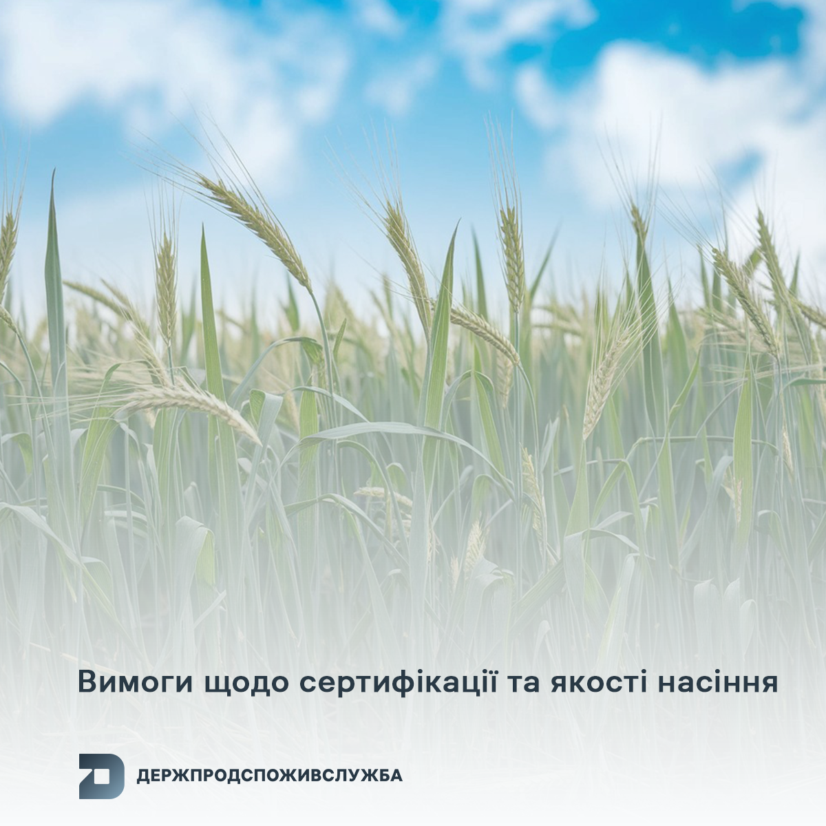 Вимоги щодо сертифікації та якості насіння