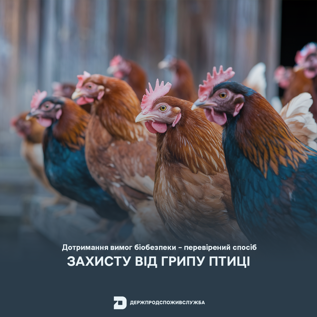 Дотримання вимог біобезпеки – перевірений спосіб захисту від грипу птиці