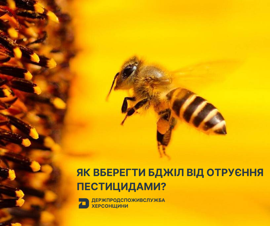 Як вберегти бджіл від отруєння пестицидами?