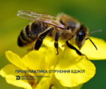 Профілактика отруєння бджіл