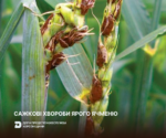 Сажкові хвороби ярого ячменю