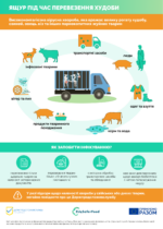 Як убезпечити худобу від ящуру при транспортуванні