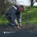 Результати весняних контрольних обстежень щодо перезимівлі основних шкідників сільськогосподарських рослин